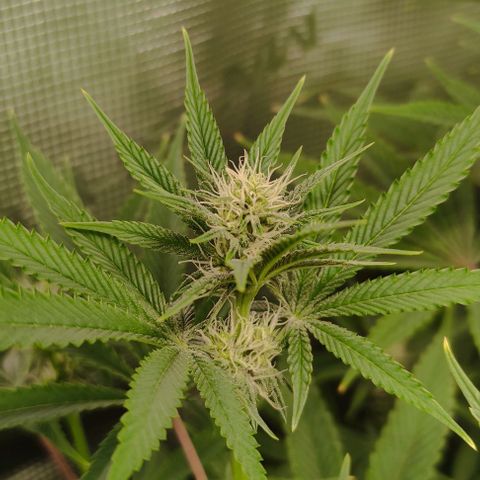 Radical Juice Buse growlog timeline photo