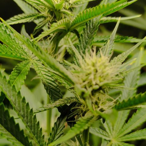 Radical Juice Buse growlog timeline photo