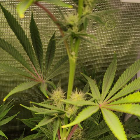 Radical Juice Buse growlog timeline photo
