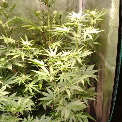 Radical Juice Buse growlog timeline photo