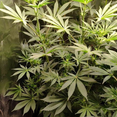Radical Juice Cadis growlog timeline photo