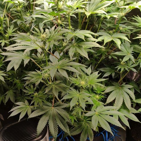 Radical Juice Adina growlog timeline photo