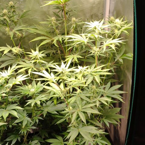 Radical Juice Buse growlog timeline photo