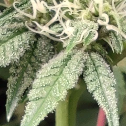 Radical Juice Buse growlog timeline photo