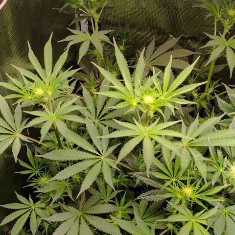 Radical Juice Cadis growlog timeline photo