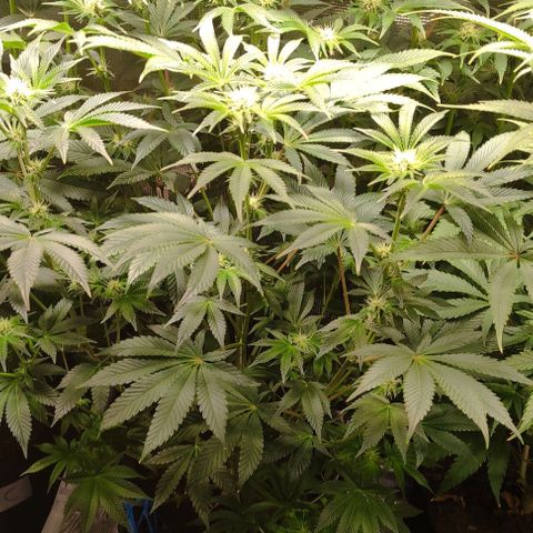 Radical Juice Adina growlog timeline photo