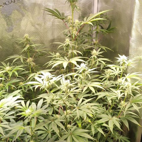 Radical Juice Buse growlog timeline photo