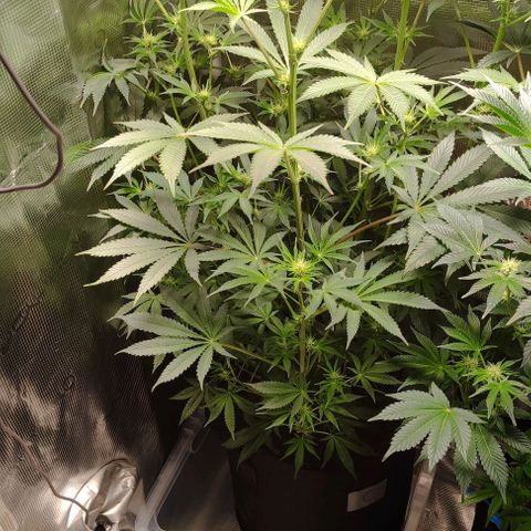 Radical Juice Cadis growlog timeline photo