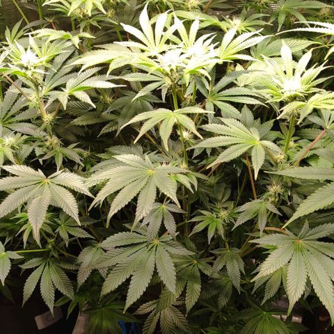 Radical Juice Adina growlog timeline photo
