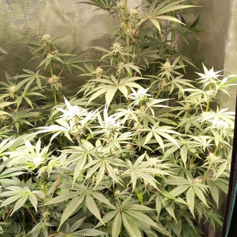 Radical Juice Buse growlog timeline photo