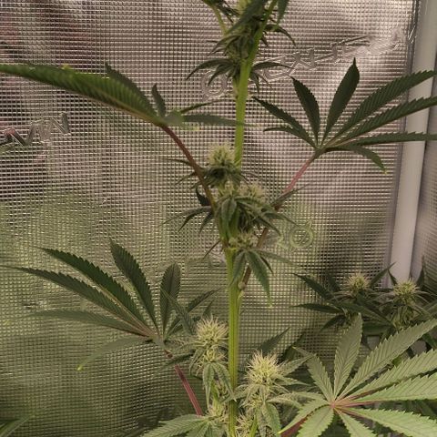 Radical Juice Buse growlog timeline photo