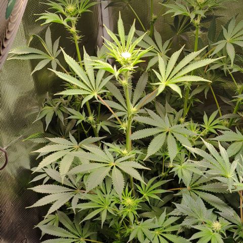 Radical Juice Cadis growlog timeline photo