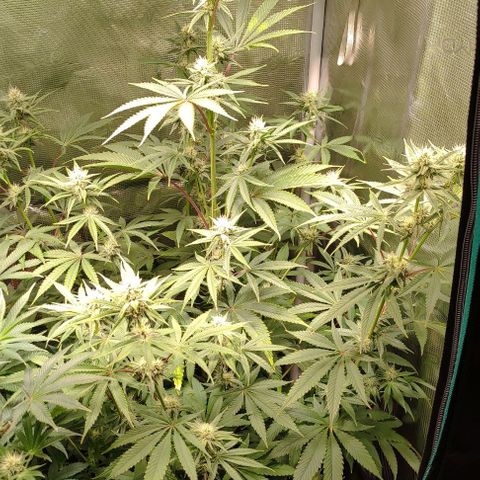 Radical Juice Buse growlog timeline photo