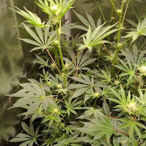 Radical Juice Cadis growlog timeline photo