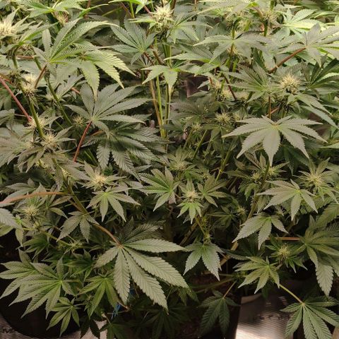 Radical Juice Adina growlog timeline photo