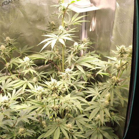 Radical Juice Buse growlog timeline photo