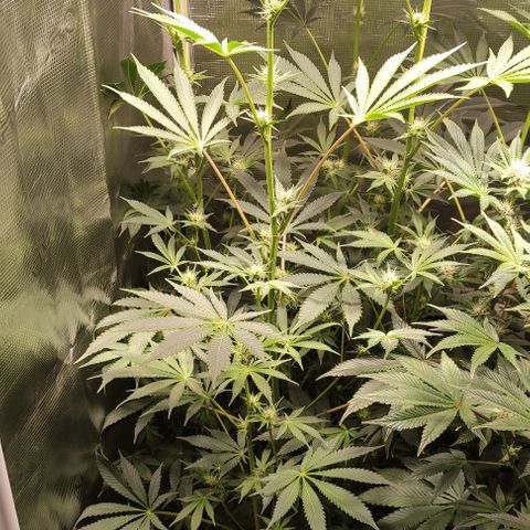 Radical Juice Cadis growlog timeline photo
