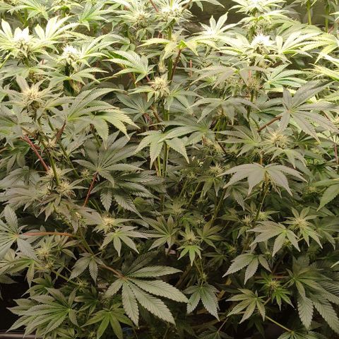 Radical Juice Adina growlog timeline photo
