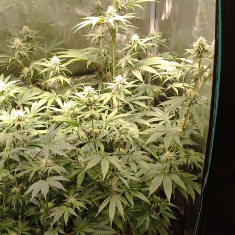 Radical Juice Buse growlog timeline photo