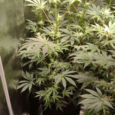 Radical Juice Cadis growlog timeline photo
