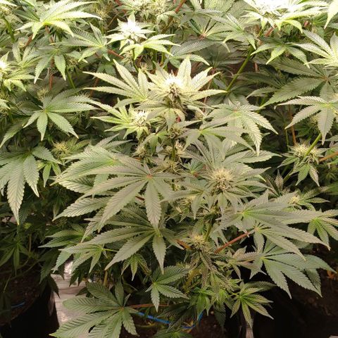Radical Juice Adina growlog timeline photo