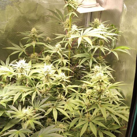 Radical Juice Buse growlog timeline photo