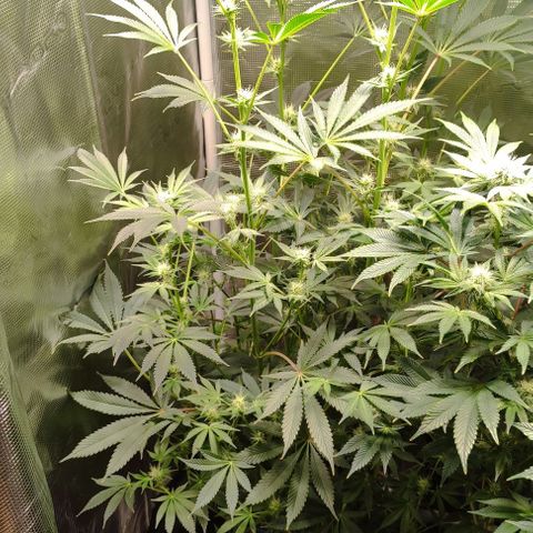 Radical Juice Cadis growlog timeline photo