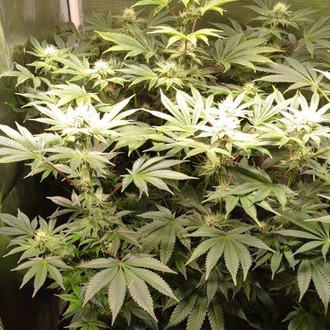 Radical Juice Adina growlog timeline photo