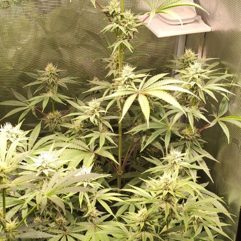 Radical Juice Buse growlog timeline photo