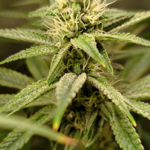 Radical Juice Cadis growlog timeline photo