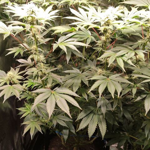Radical Juice Adina growlog timeline photo