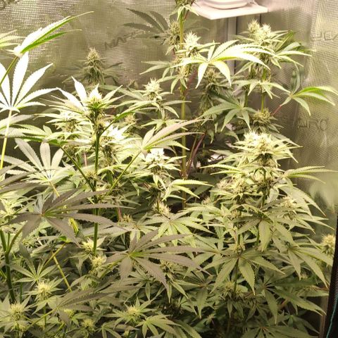 Radical Juice Buse growlog timeline photo