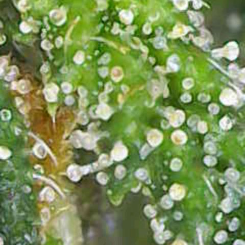 Radical Juice Buse growlog timeline photo