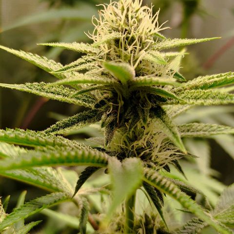 Radical Juice Buse growlog timeline photo
