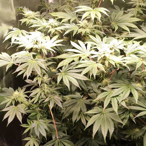 Radical Juice Adina growlog timeline photo