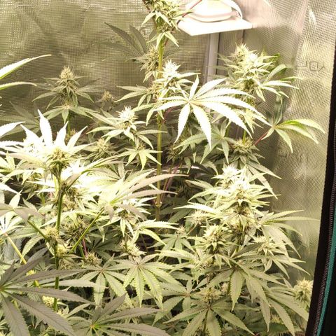 Radical Juice Buse growlog timeline photo