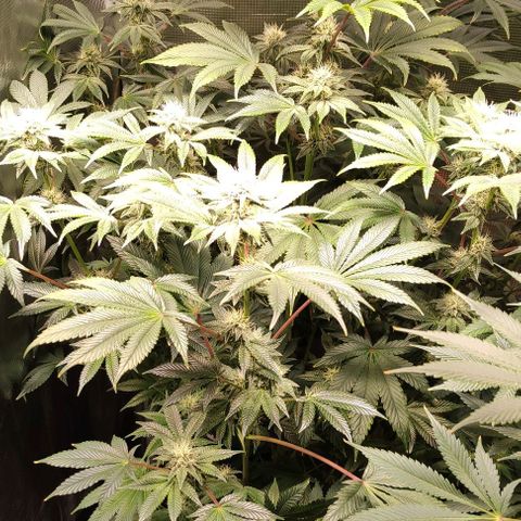 Radical Juice Adina growlog timeline photo