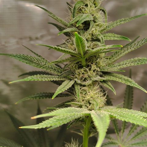 Radical Juice Buse growlog timeline photo
