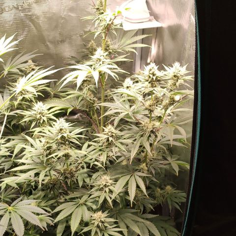 Radical Juice Buse growlog timeline photo