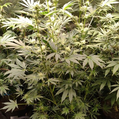 Radical Juice Cadis growlog timeline photo