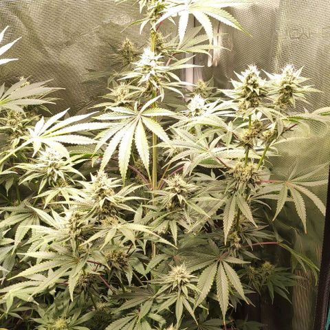 Radical Juice Buse growlog timeline photo
