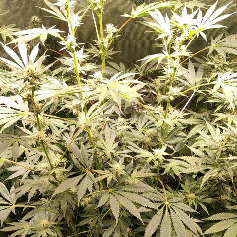 Radical Juice Cadis growlog timeline photo