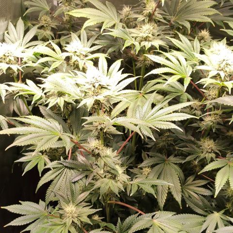 Radical Juice Adina growlog timeline photo
