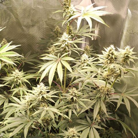 Radical Juice Buse growlog timeline photo