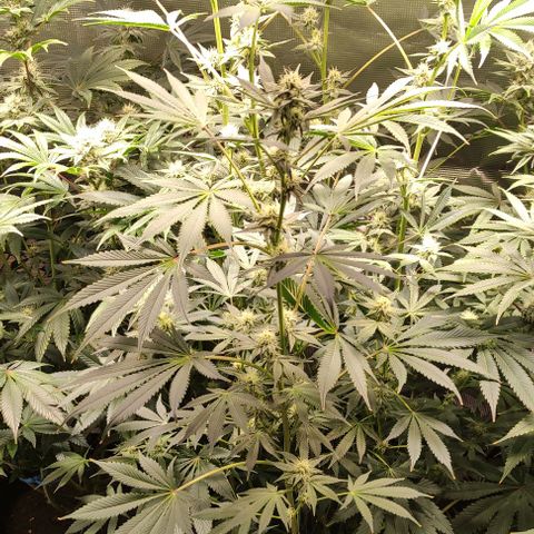 Radical Juice Cadis growlog timeline photo