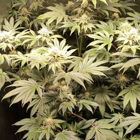 Radical Juice Adina growlog timeline photo