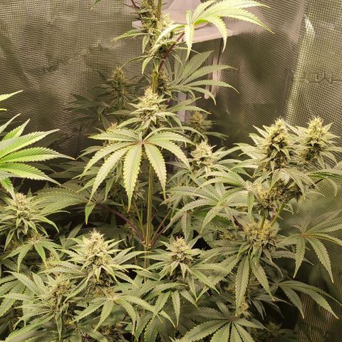 Radical Juice Buse growlog timeline photo