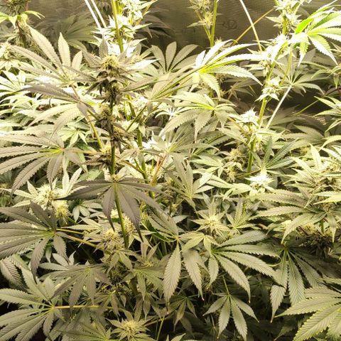 Radical Juice Cadis growlog timeline photo