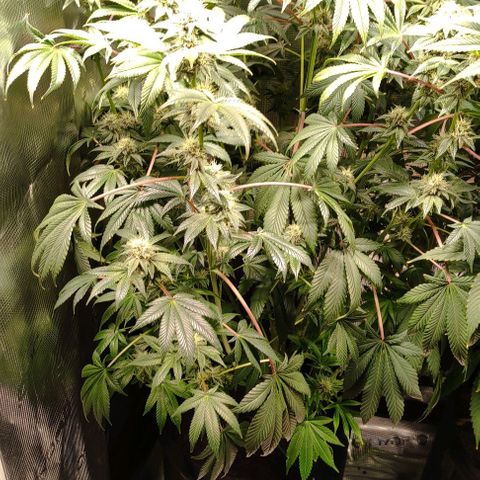 Radical Juice Adina growlog timeline photo