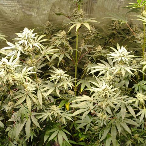 Radical Juice Buse growlog timeline photo